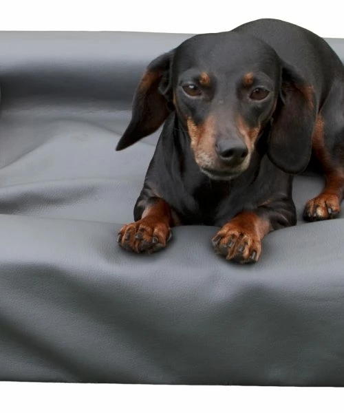 Euro Joe Lounge Dog Bed L