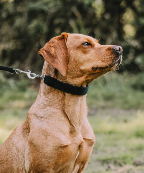 Euro Joe Nylon Cover With Hook-and-loop Closure -EURO JOE SHOP 59209 71 wob6 3