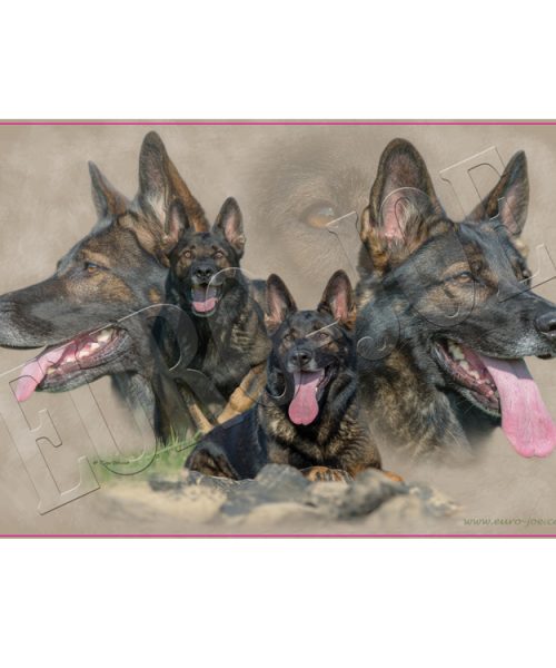 Euro Joe German Shepherd 001