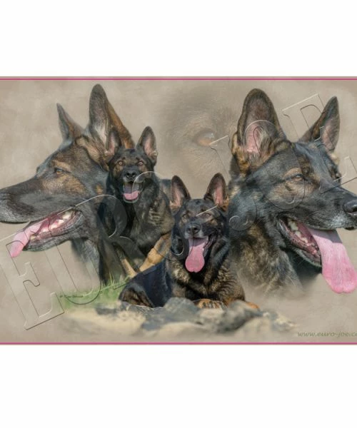 Euro Joe German Shepherd 001