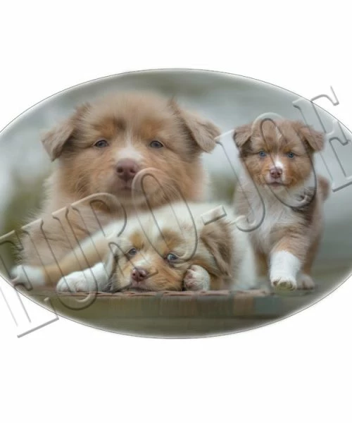 Euro Joe Australian Shepherd