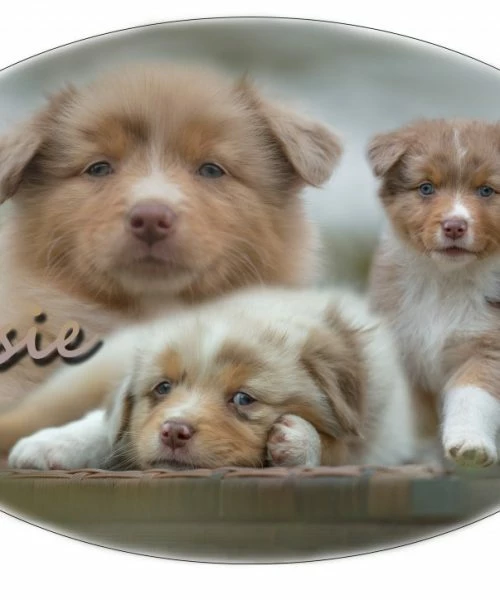 Euro Joe Australian Shepherd