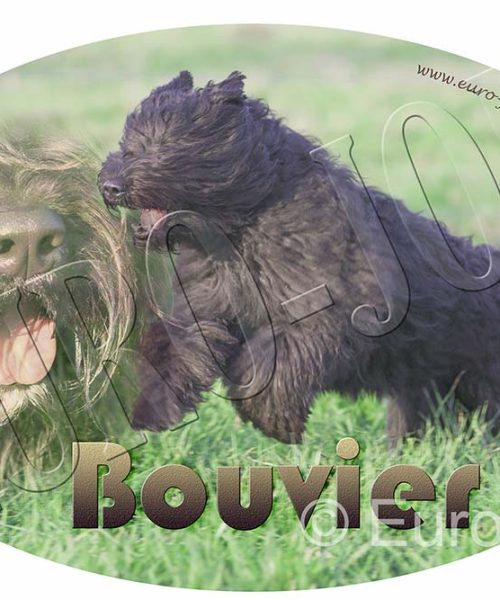 Euro Joe Bouvier 002