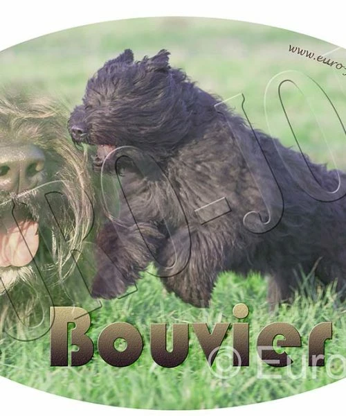 Euro Joe Bouvier 002