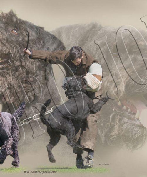 Euro Joe Bouvier 003