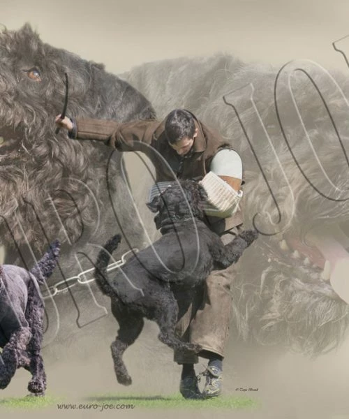 Euro Joe Bouvier 003