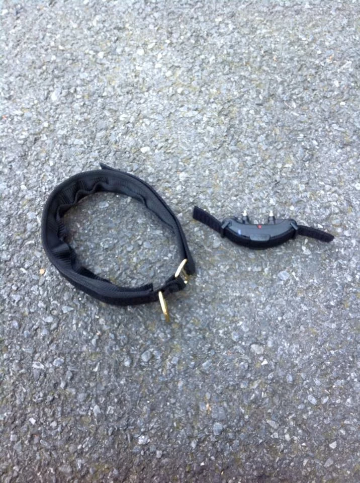 Euro Joe E-protect Collar - Image 3