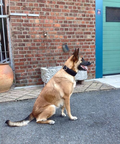 Euro Joe E-protect Collar 3 Euro Joe E-protect Collar -EURO JOE SHOP Eprotect4