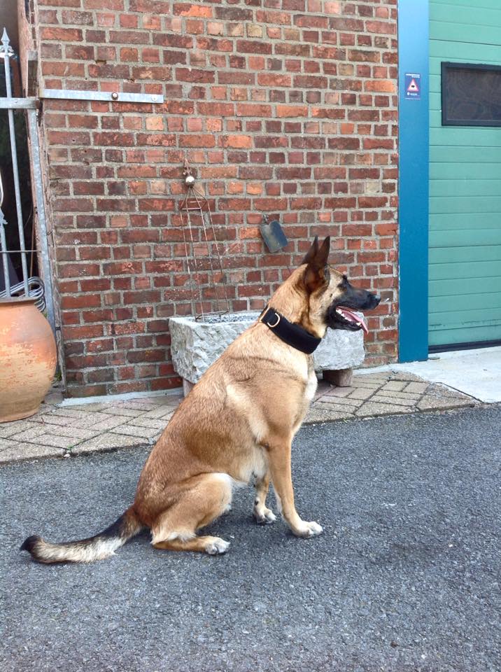 E-protect collar Euro Joe E-protect Collar -EURO JOE SHOP Eprotect4