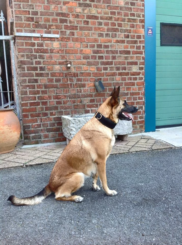 Euro Joe E-protect Collar - Image 4