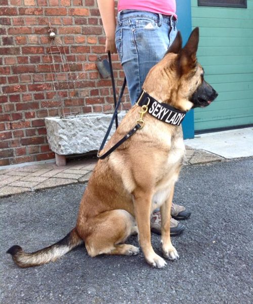 Euro Joe E-protect Collar Extra Velcro -EURO JOE SHOP Eprotect5 1