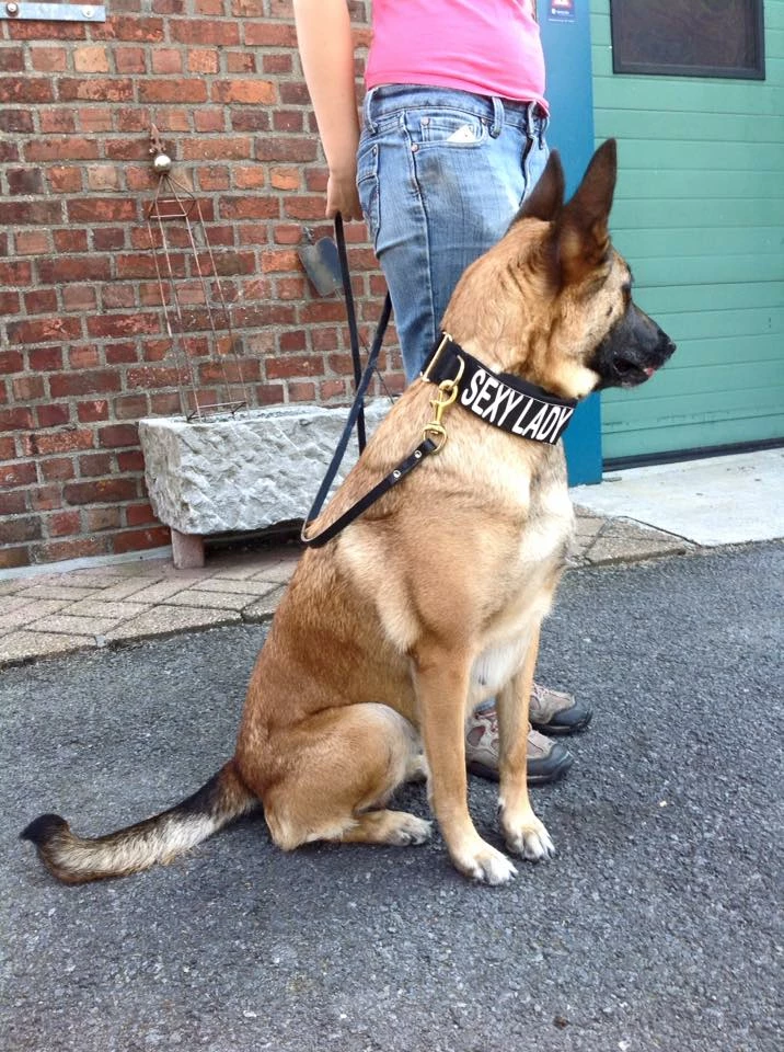 Euro Joe E-protect Collar - Image 5