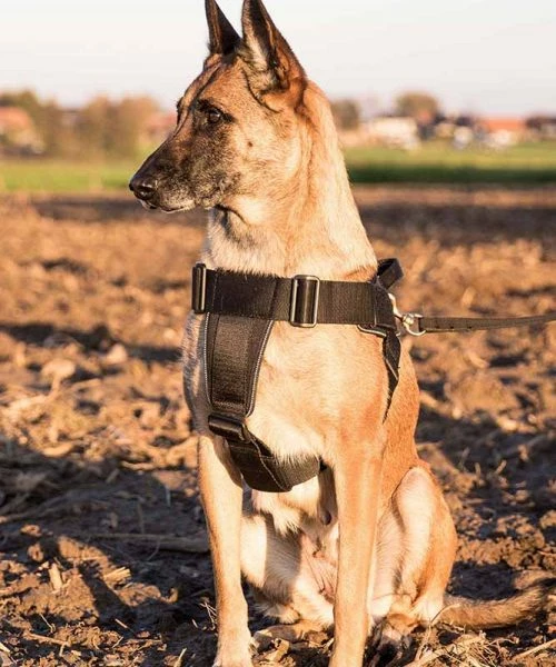 Euro Joe Nylon Harness 'Hercules'