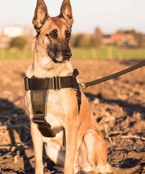 Euro Joe Nylon Harness 'Hercules' -EURO JOE SHOP Hercules Harnas 03