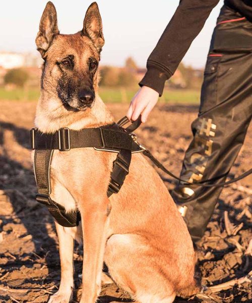 Euro Joe Nylon Harness 'Hercules' -EURO JOE SHOP Hercules Harnas 04