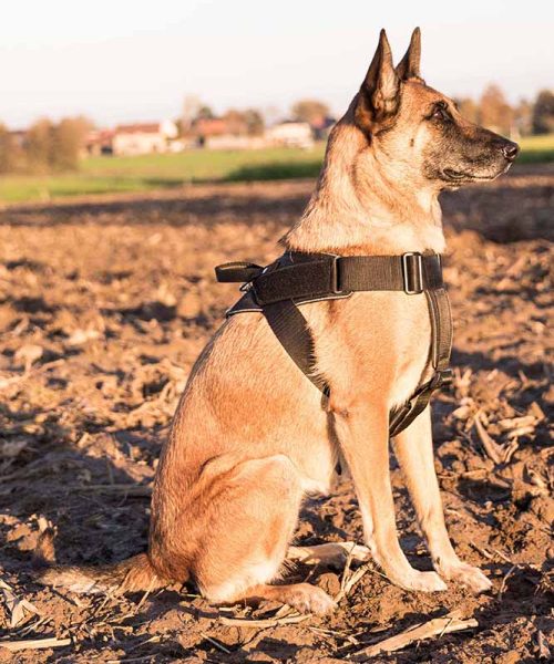 Euro Joe Nylon Harness 'Hercules' -EURO JOE SHOP Hercules Harnas 05