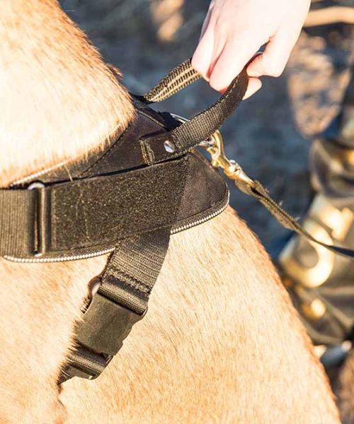 Euro Joe Nylon Harness 'Hercules' -EURO JOE SHOP Hercules Harnas 07