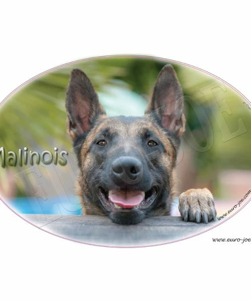 Euro Joe Young Malinois 002