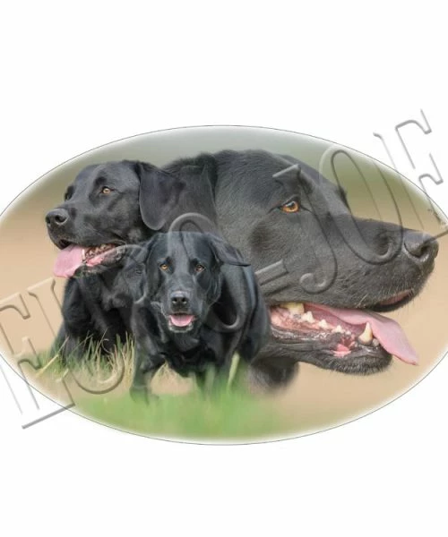 Euro Joe Transfer "Black Labrador"