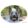 Euro Joe Transfer "Young Malinois"