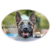 Euro Joe Ladies T-shirt With Round Wide Neck With Malinois Print Nr.2