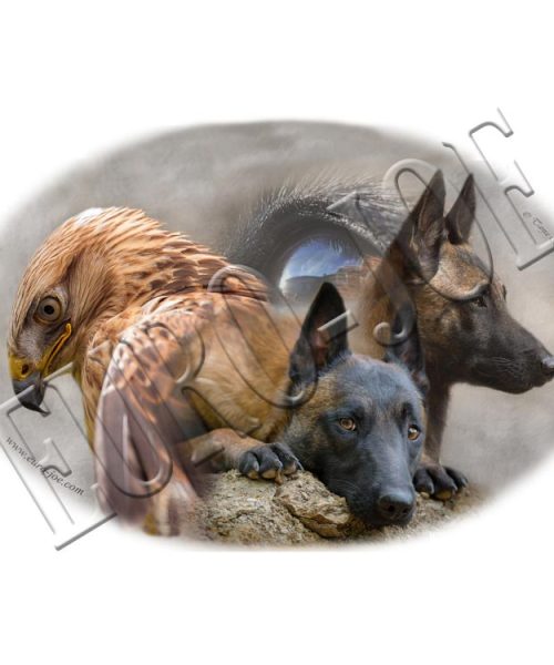 Euro Joe Transfer "Malinois With Red Kite"