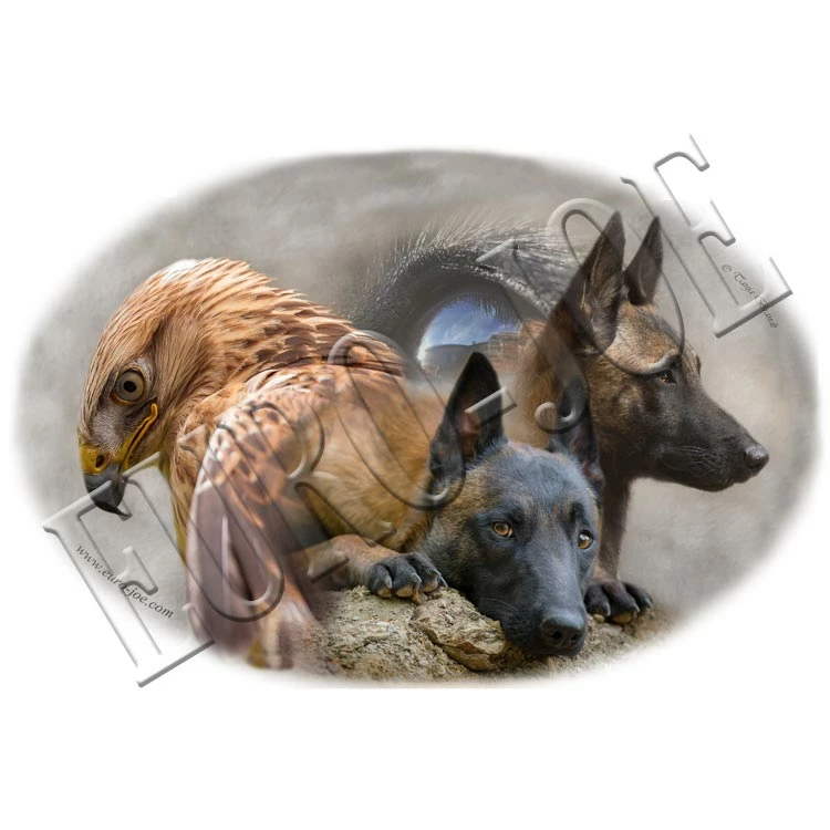 Euro Joe Ladies T-shirt With Round Wide Neck With Malinois Print Nr.3