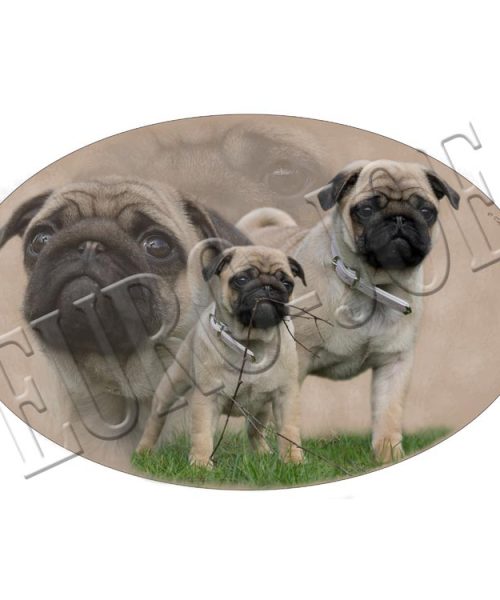 Euro Joe Transfer "Pug"