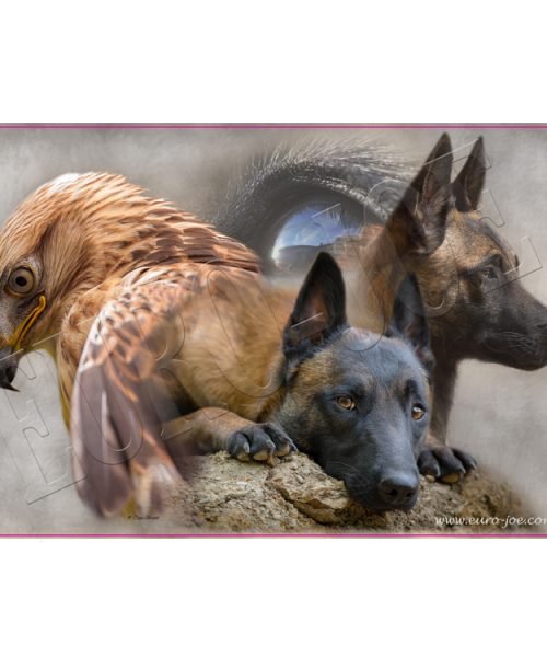 Euro Joe Collage Malinois And Red Kite