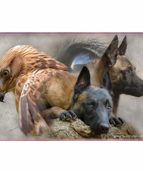 Euro Joe Collage Malinois And Red Kite