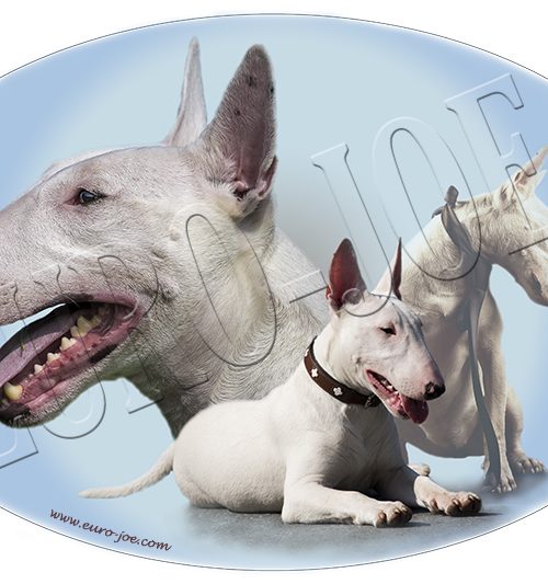 Euro Joe Bullterrier