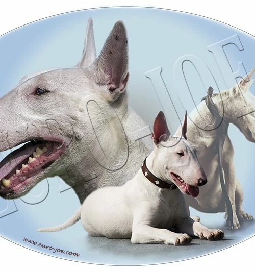 Euro Joe Bullterrier