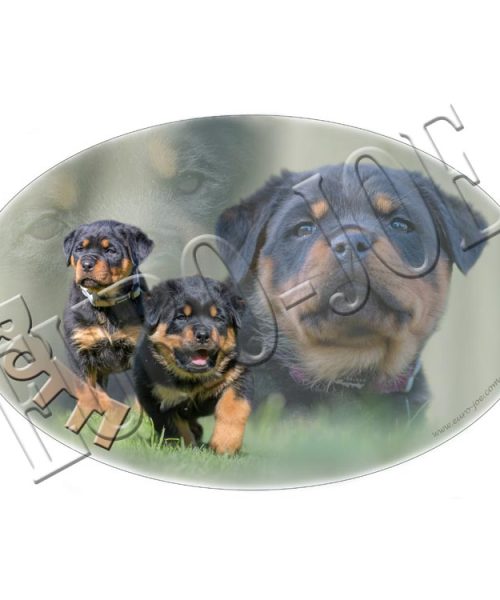 Euro Joe Transfer "Rottweiler Pup"