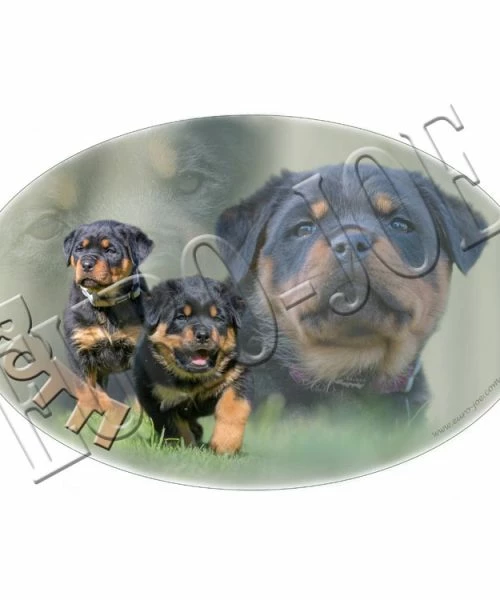 Euro Joe Transfer "Rottweiler Pup"