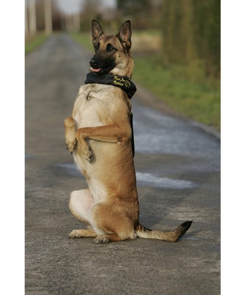 Euro Joe Scarf "Camo" 4 Euro Joe Scarf "Camo" -EURO JOE SHOP afdek20halsband2005