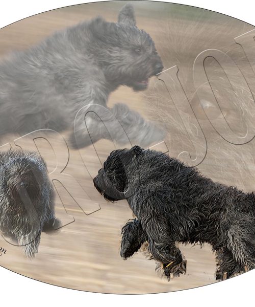 Euro Joe Transfer "Bouvier" 001