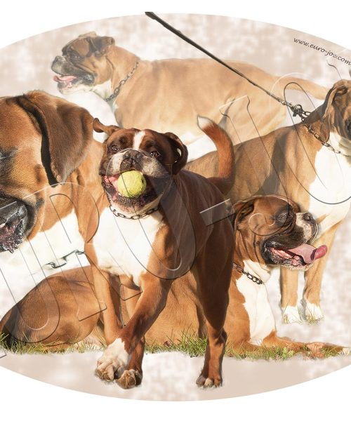 Euro Joe Transfer "Boxer" 002