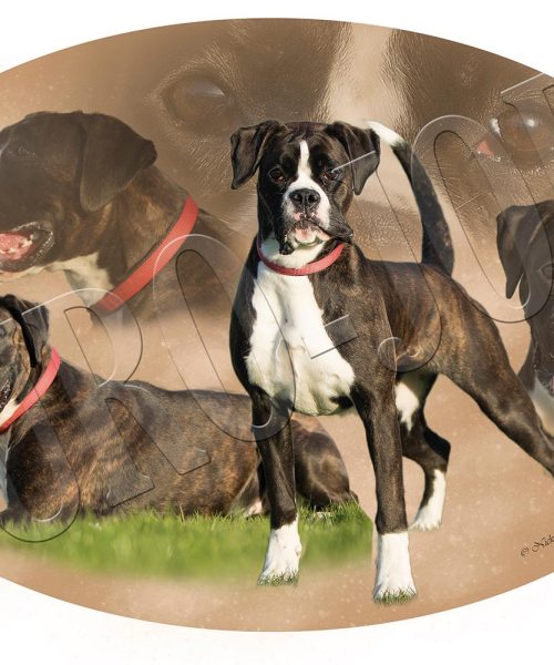 Euro Joe Transfer "Boxer" 003