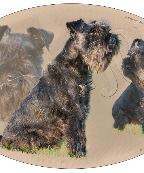 Euro Joe Schnauzer