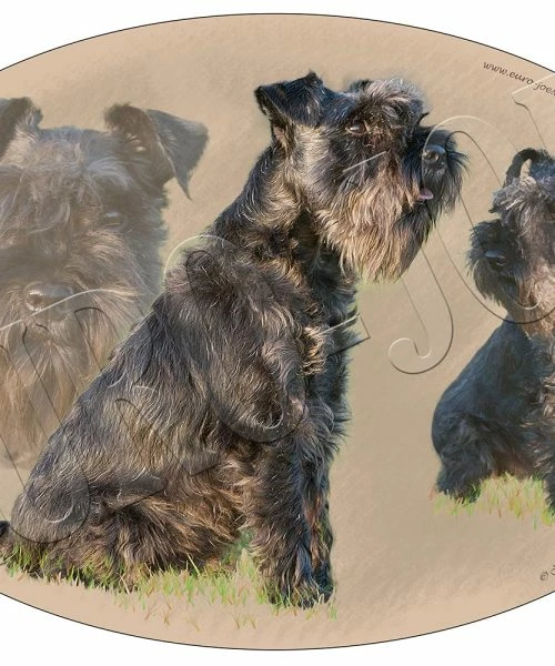 Euro Joe Schnauzer