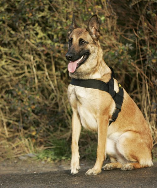 Euro Joe K9 Pro Harness 2 Euro Joe K9 Pro Harness -EURO JOE SHOP harnas20pro2003