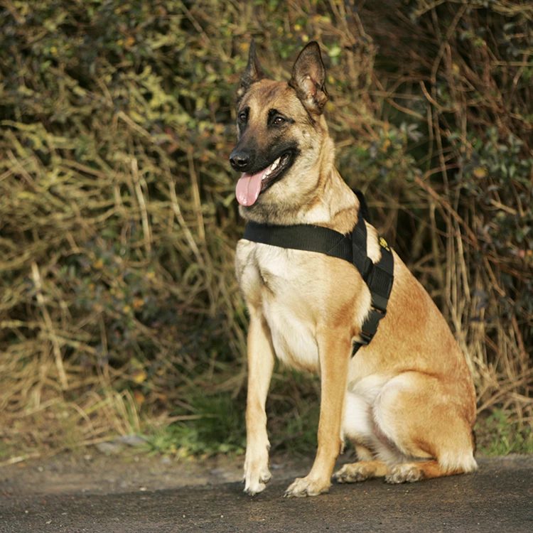 Euro Joe K9 Pro Harness - Image 3