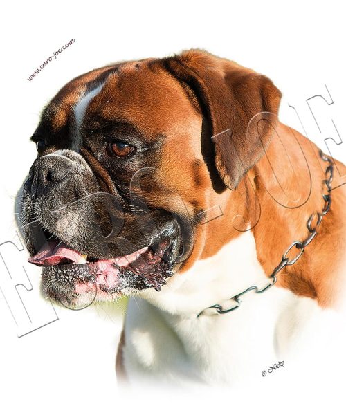 Euro Joe Round Sticker Boxer 004