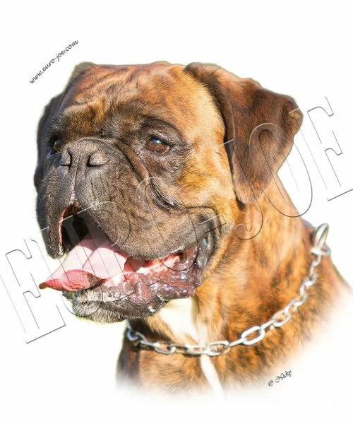 Euro Joe Round Sticker Boxer 005