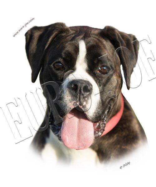 Euro Joe Round Sticker Boxer 006