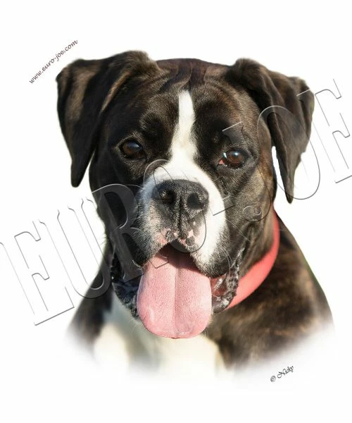 Euro Joe Round Sticker Boxer 006