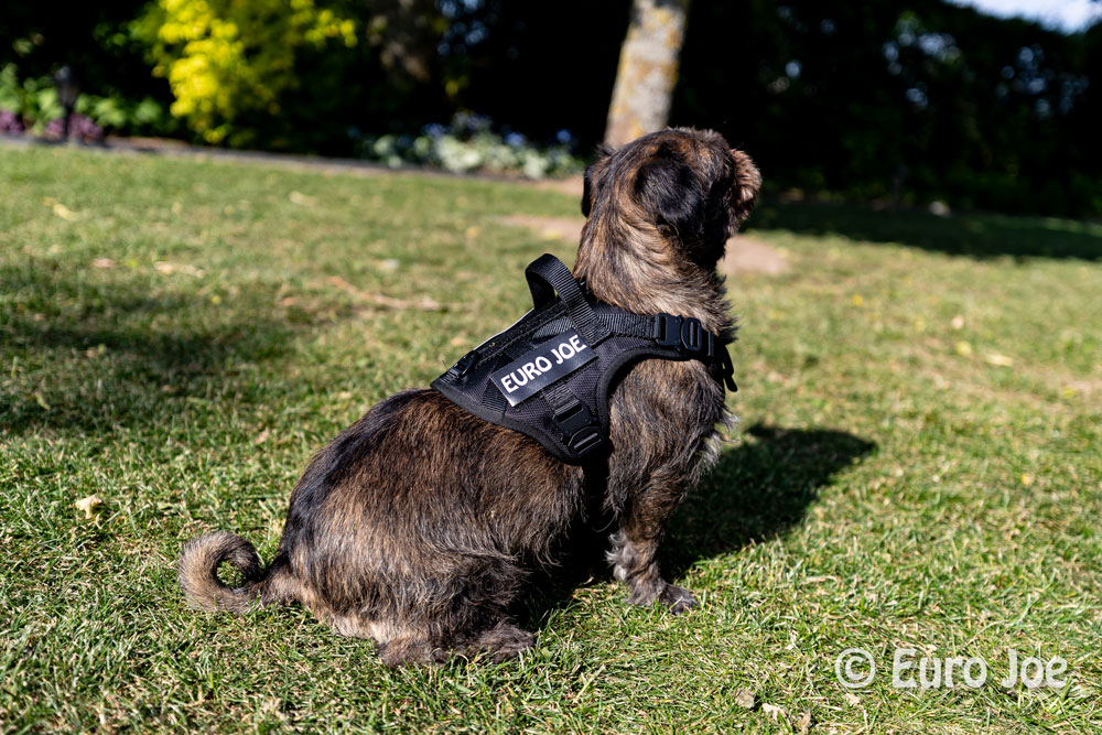 Nylon Harness 'Tactical' neon yellow Euro Joe Nylon Harness 'Tactical' Neon Yellow -EURO JOE SHOP loesje harnas 1 1