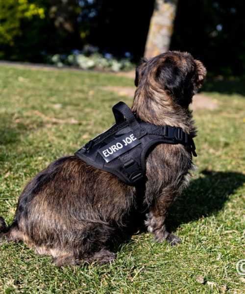 Euro Joe Nylon Harness 'Tactical' Black -EURO JOE SHOP loesje harnas 1 3