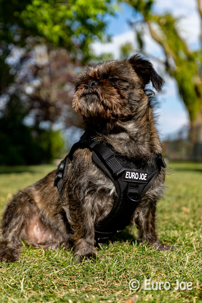 Nylon Harness 'Tactical' neon yellow Euro Joe Nylon Harness 'Tactical' Neon Yellow -EURO JOE SHOP loesje harnas 2 1