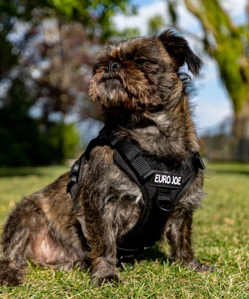 Euro Joe Nylon Harness 'Tactical' Black -EURO JOE SHOP loesje harnas 2 3